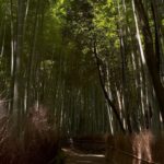 Chloe East Instagram - 🇯🇵 Arashiyama