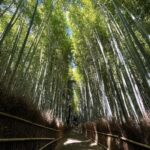 Chloe East Instagram - 🇯🇵 Arashiyama