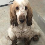 Chris O’Donnell Instagram – So you don’t know who ran through the house and got mud everywhere?  Ok, I guess I believe you.