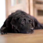 Chris O’Donnell Instagram – I hate to play favorites, except when it comes to dogs. Happy 15th Kimmy, you are the best of all time.