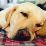 Chris O'Donnell Instagram - Post holiday nap, my feelings exactly.