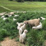 Chris Pratt Instagram – Reminiscing on the serenity of the slower moments at #StillwaterRanch this year. May we all take a moment of gratitude as we reflect on the simple joys, finding peace in each memory. Here’s to cherishing and being thankful for the moments that shaped our journey in 2023 and to an even better 2024. He leads me to #Stillwater.