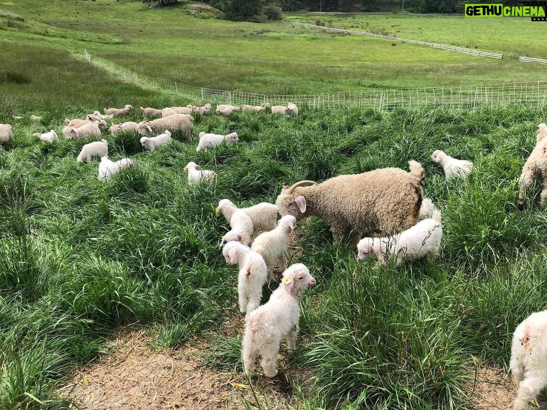 Chris Pratt Instagram - Reminiscing on the serenity of the slower moments at #StillwaterRanch this year. May we all take a moment of gratitude as we reflect on the simple joys, finding peace in each memory. Here’s to cherishing and being thankful for the moments that shaped our journey in 2023 and to an even better 2024. He leads me to #Stillwater.