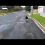 Chrissie Swan Instagram – Today my eldest son turns 15. This is the first video I have of him because I don’t think iPhones were even around 15 years ago. He is about 18 months old in this clip and I love it because he’s out and about experiencing life with confidence, excitement and curiosity while I walk behind him from a safe distance making sure he’s ok and ready to step in if he isn’t. 
He’s still a walker. 
Just yesterday I was driving in to work and I saw a familiar gait on someone on the street and it was him. Out in the world at a day shy of 15 and still experiencing and exploring with confidence, enthusiasm and curiosity. 
Happy Birthday Leo. And thanks for everything so far. You are a joy to everyone, especially me. ❤️