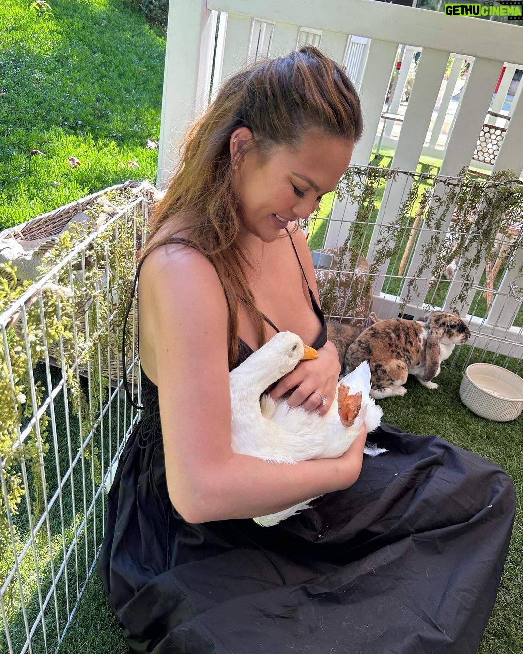 Chrissy Teigen Instagram - I don’t brag about much honestly, for I am super insecure and lack confidence most my life lol but animals always always flock to my arms and it makes me happy.