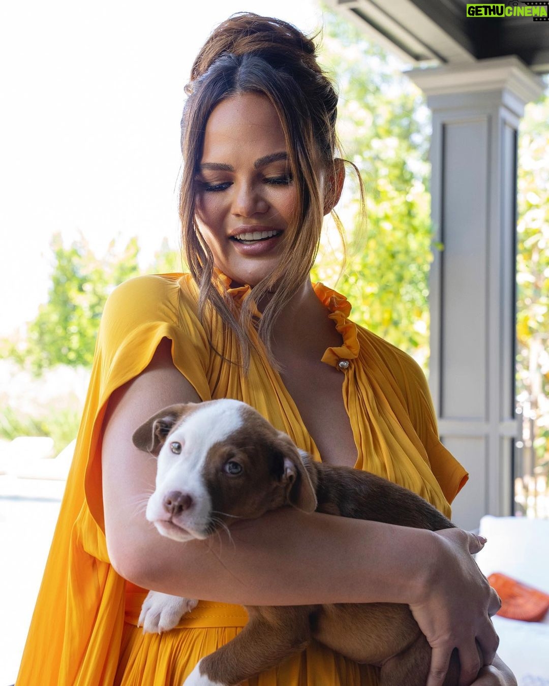 Chrissy Teigen Instagram - day date with my big boy, petey! the beauties (and many more!) on my last two slides are up for adoption from wonderful @wagsandwalks rescue!!