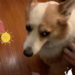 Cig Neutron Instagram - That sound synch. 😆 #auggy @tupacshacorgi #corgi #sfxmakeup by @cigneutron for @bizarroaugogo