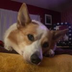 Cig Neutron Instagram – I adore this little being to an impossible degree. Hereās some @tupacshacorgi to brighten yaālls day too ā¤ļø #corgi #corgisofinstagram #pembroke #tupacshacorgi