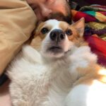 Cig Neutron Instagram - I can’t even describe how much love I have for this little ball of floof and cosmic love @tupacshacorgi #corgi #pembroke #pembrokewelshcorgi #dog #dogsofinstagram #dogs #cute