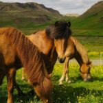 Cole Sprouse Instagram - Follow for more horse and horse related content Iceland