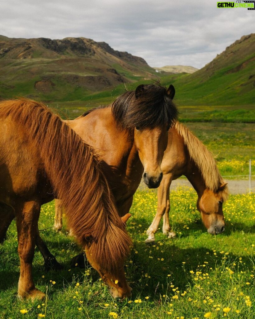 Cole Sprouse Instagram - Follow for more horse and horse related content Iceland