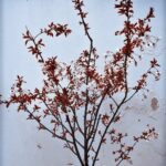 Constantine Markoulakis Instagram – Ο δικός μας Βυσσινόκηπος έχει μόνο ένα δέντρο. Το φυτέψαμε το φθινόπωρο, άνθισε τώρα την άνοιξη.
#cherryorchard #spring