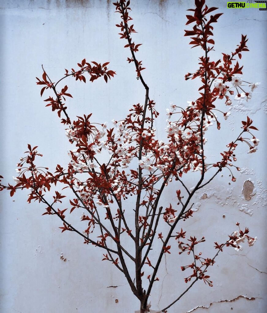 Constantine Markoulakis Instagram - Ο δικός μας Βυσσινόκηπος έχει μόνο ένα δέντρο. Το φυτέψαμε το φθινόπωρο, άνθισε τώρα την άνοιξη. #cherryorchard #spring