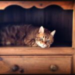 Constantine Markoulakis Instagram – Klimis, the ChameleonCat  #tonesurtone #cats