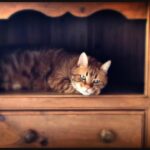 Constantine Markoulakis Instagram - Klimis, the ChameleonCat #tonesurtone #cats