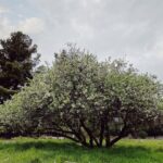 Constantine Markoulakis Instagram - (Σε πείσμα των καιρών, ενάντια στην πανδημία, αδιάφορες για κάθε κρίση των ανθρώπων, ό,τι κι αν γίνεται εδώ κάτω) οι αχλαδιές ανθίζουν.