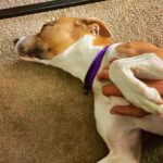 Craig Shoemaker Instagram - 6 wks ago we rescued Buffy from a local shelter. She was in there for several months, longest of any dog. Can’t imagine the PTSD an animal must have, when locked in a cement cage, surrounded by 24/7 barking. We were there for an hour and it drove me insane. I would have spilled secrets to the enemies if I had to be there longer! Buffy bonded w/me & my younger kids, Jackson & Chloe, as if we were meant to be a family all along, apparently scripted by a love/light source/force of magnificent destiny. In other words - she licks, then sticks, now part of the Shoemaker mix. Considering the upheaval me & the children have been forced to manage, I’m not sure if it’s Buffy or us who was rescued. This pic was taken just now, me reclined, doing some work one-handed, the other extending TLC to our sweet, beautiful girl. Now, I just need someone to rub MY belly! #doglover #petstagram #love #family #healingjourney #fun #rescuedog
