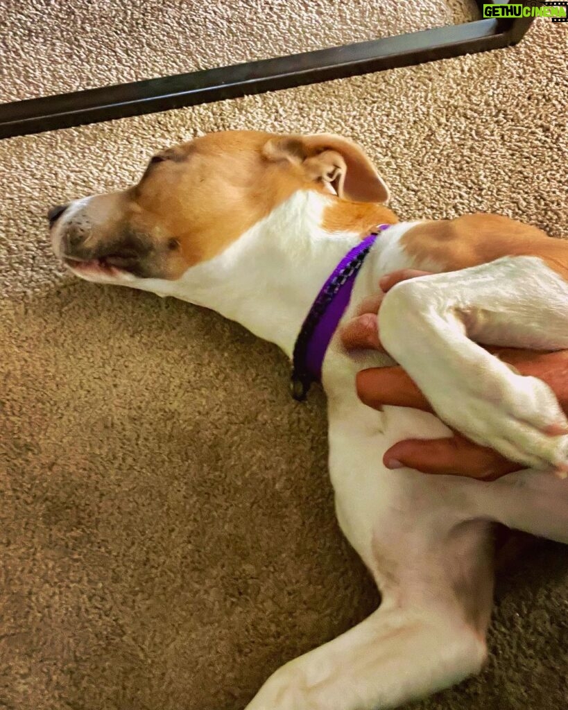 Craig Shoemaker Instagram - 6 wks ago we rescued Buffy from a local shelter. She was in there for several months, longest of any dog. Can’t imagine the PTSD an animal must have, when locked in a cement cage, surrounded by 24/7 barking. We were there for an hour and it drove me insane. I would have spilled secrets to the enemies if I had to be there longer! Buffy bonded w/me & my younger kids, Jackson & Chloe, as if we were meant to be a family all along, apparently scripted by a love/light source/force of magnificent destiny. In other words - she licks, then sticks, now part of the Shoemaker mix. Considering the upheaval me & the children have been forced to manage, I’m not sure if it’s Buffy or us who was rescued. This pic was taken just now, me reclined, doing some work one-handed, the other extending TLC to our sweet, beautiful girl. Now, I just need someone to rub MY belly! #doglover #petstagram #love #family #healingjourney #fun #rescuedog