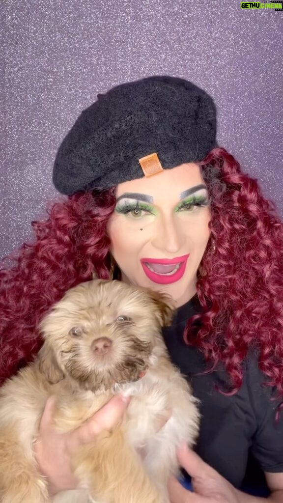 Cynthia Lee Fontaine Instagram - Welcome to our family the beautiful Cuquito . This beautiful shih tzu is our new baby puppy . Your Papi Cynthia , Daddy @amando.blue and your Big Brother Viago , received you with open arms and love ❤️ #shihtzu #dogsoftiktok #rupaulsdragrace #Cuquito #fyp #viral #gaycouple #family #love #pet #mascotas