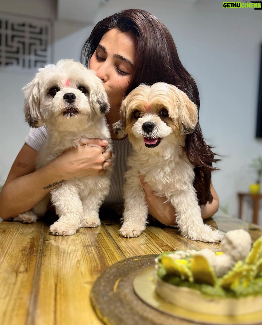 Daisy Shah Instagram - Happy Birthday my Miko bubba ❤️ . . . #mikoturns2 #happybirthday #lovemyfurbabies #dogmom