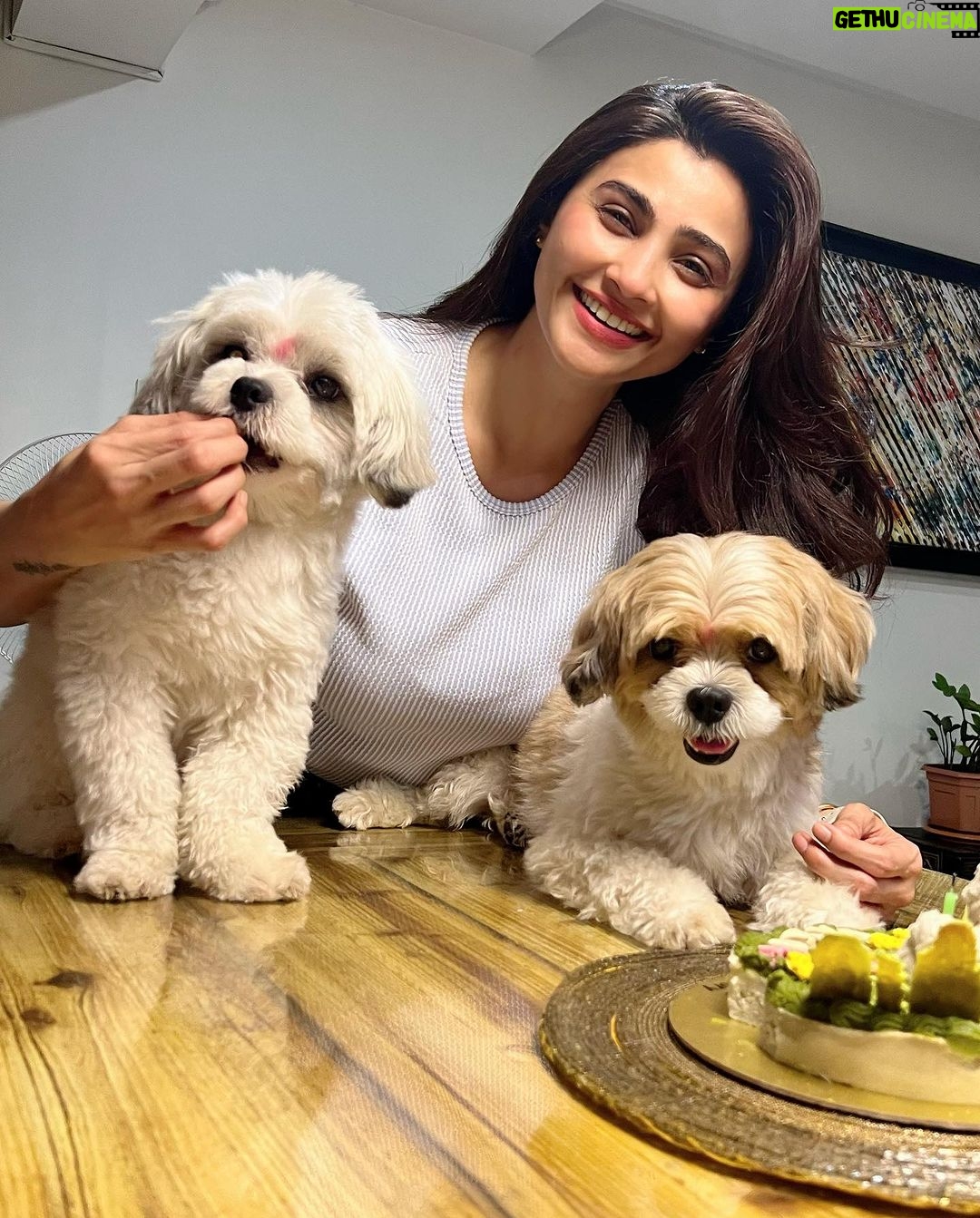 Daisy Shah Instagram - Happy Birthday my Miko bubba ❤️ . . . #mikoturns2 #happybirthday #lovemyfurbabies #dogmom