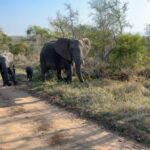 Dan Bilzerian Instagram - Pretty happy, I’ve wanted to go on an African safari since I was a kid. It’s a damn shame people shoot these amazing animals for sport South Africa