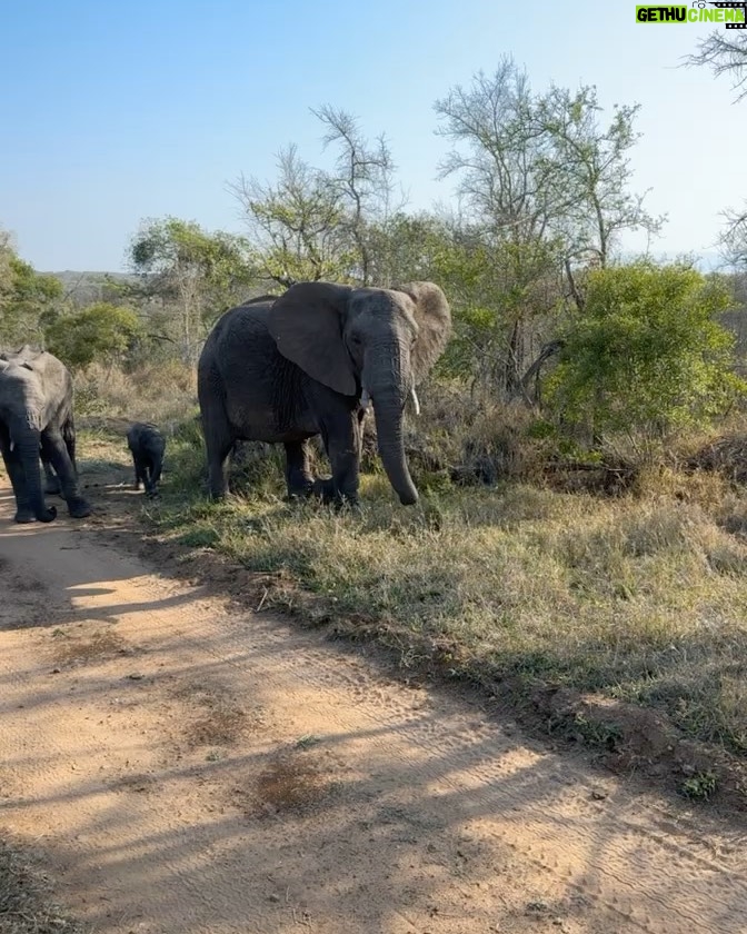 Dan Bilzerian Instagram - Pretty happy, I’ve wanted to go on an African safari since I was a kid. It’s a damn shame people shoot these amazing animals for sport South Africa