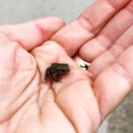 Daniela Collu Instagram - Si inizia e finisce con una bella puledra, in mezzo cose magiche e animalini degli ultimi tempi