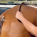 Daniela Collu Instagram - Si inizia e finisce con una bella puledra, in mezzo cose magiche e animalini degli ultimi tempi