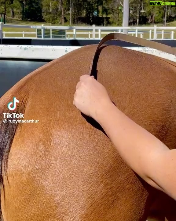 Daniela Collu Instagram - Si inizia e finisce con una bella puledra, in mezzo cose magiche e animalini degli ultimi tempi