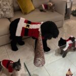 Danna Paola Instagram - Pre navidad familiar méxico -venezolana de mucho amor 🇻🇪 🇲🇽🎄♥️