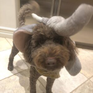 Dave Farrell Instagram - Our family elephant wishes you all a fun and safe Halloween! 🎃 👻 🐘