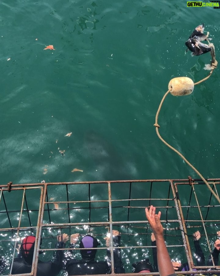 Dave Farrell Instagram - Got to swim with some sharks today with @african_shark_ecocharters ... not sure that the cage bars were thick enough! π¬ Also got to see some African penguins π§... go peep my insta story for some penguins (and penguin signs π) South Africa is phenomenal! πΏπ¦ ππ½