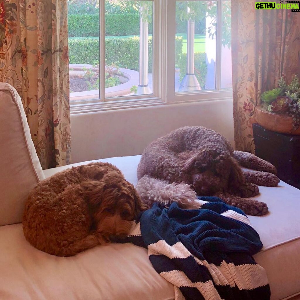Dave Farrell Instagram - Guard dogs were on break today. #labradoodle #guarddogs #bestlife