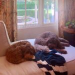 Dave Farrell Instagram – Guard dogs were on break today. #labradoodle #guarddogs #bestlife