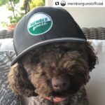 Dave Farrell Instagram - A message from the boss over at @memberguestofficial ! #dogsofinstagram #podDog