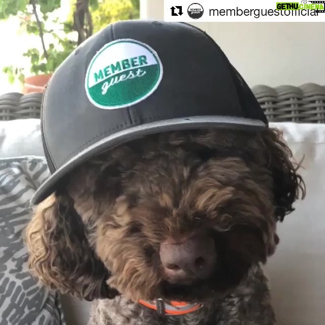 Dave Farrell Instagram - A message from the boss over at @memberguestofficial ! #dogsofinstagram #podDog