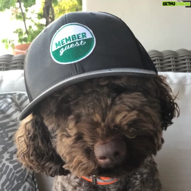 Dave Farrell Instagram - Dozer is dropping knowledge! Have you heard, the #memberguestpodcast is now available on @Spotify ... go get caught up and listen to episodes with Phil Manansala from Of Mice and Men (@mrmoneycat) , US soccer superstar Julie Foudy (@juliefoudy) , Kelvin Yu (@internetkelvin) and Steven Davis (@steventhedavis) from @bobsburgersfox , Mike Shinoda (@m_shinoda) from @linkinpark , and CBS Sports broadcaster Amanda Balionis (@balionis)... New episode is available tomorrow! @memberguestofficial #dogsofinstagram #PodDog #PodcastDoodle