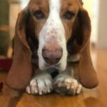David Arquette Instagram – We had to say goodbye to our dear Dallas. We met Dallas in Detroit thanks to the incredible work of the @lastdaydogs rescue. He was the greatest dog and best friend we could have ever imagined. He went from Detroit to Beverly Hills to Nashville and loved Coco, Charlie and Gus. He loved to eat and sleep (my kinda guy) and we will miss him dearly. Thank you for the wonderful photo of he and I together @jeffvespa