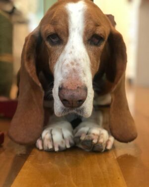David Arquette Instagram - We had to say goodbye to our dear Dallas. We met Dallas in Detroit thanks to the incredible work of the @lastdaydogs rescue. He was the greatest dog and best friend we could have ever imagined. He went from Detroit to Beverly Hills to Nashville and loved Coco, Charlie and Gus. He loved to eat and sleep (my kinda guy) and we will miss him dearly. Thank you for the wonderful photo of he and I together @jeffvespa