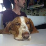 David Arquette Instagram - We had to say goodbye to our dear Dallas. We met Dallas in Detroit thanks to the incredible work of the @lastdaydogs rescue. He was the greatest dog and best friend we could have ever imagined. He went from Detroit to Beverly Hills to Nashville and loved Coco, Charlie and Gus. He loved to eat and sleep (my kinda guy) and we will miss him dearly. Thank you for the wonderful photo of he and I together @jeffvespa
