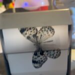 David Arquette Instagram - Thank you @jcfontanive for this magical #butterfly #flipbook I love it! Check out link in his bio and video in story this is the Kite Butterfly