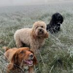 David Beckham Instagram - I do love a cold 🥶 Sunday walk with the dogs & a nice Roast 🐓❤️