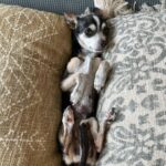 Deana Carter Instagram – My heart is absolutely broken today. 💔 My sweet Georgie is warming the hearts of angels now. What a perfect little gift & immense Blessing she was to me. Wait for me in Heaven, G. Cant wait to cuddle up to you again. I love you. ❤️