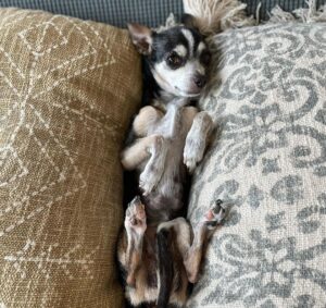 Deana Carter Instagram - My heart is absolutely broken today. 💔 My sweet Georgie is warming the hearts of angels now. What a perfect little gift & immense Blessing she was to me. Wait for me in Heaven, G. Cant wait to cuddle up to you again. I love you. ❤️