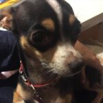 Deana Carter Instagram - My heart is absolutely broken today. 💔 My sweet Georgie is warming the hearts of angels now. What a perfect little gift & immense Blessing she was to me. Wait for me in Heaven, G. Cant wait to cuddle up to you again. I love you. ❤️