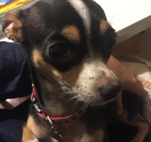Deana Carter Instagram - My heart is absolutely broken today. 💔 My sweet Georgie is warming the hearts of angels now. What a perfect little gift & immense Blessing she was to me. Wait for me in Heaven, G. Cant wait to cuddle up to you again. I love you. ❤️