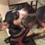 Deana Carter Instagram - My heart is absolutely broken today. 💔 My sweet Georgie is warming the hearts of angels now. What a perfect little gift & immense Blessing she was to me. Wait for me in Heaven, G. Cant wait to cuddle up to you again. I love you. ❤️
