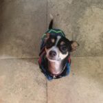 Deana Carter Instagram - My heart is absolutely broken today. 💔 My sweet Georgie is warming the hearts of angels now. What a perfect little gift & immense Blessing she was to me. Wait for me in Heaven, G. Cant wait to cuddle up to you again. I love you. ❤️