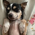 Deana Carter Instagram – My heart is absolutely broken today. π My sweet Georgie is warming the hearts of angels now. What a perfect little gift & immense Blessing she was to me. Wait for me in Heaven, G. Cant wait to cuddle up to you again. I love you. β€οΈ